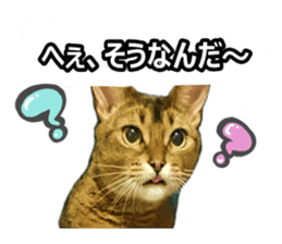 CAT-Abyssinian3 photo Ver sticker #13403942