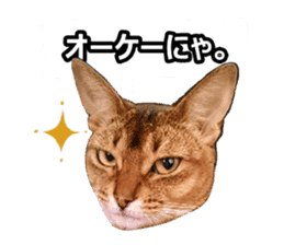 CAT-Abyssinian3 photo Ver sticker #13403944