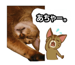 CAT-Abyssinian3 photo Ver sticker #13403949