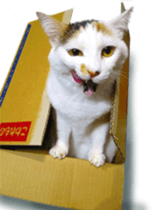 funny funny bonbonfamiry sticker #13412109