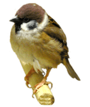 funny funny bonbonfamiry sticker #13412111