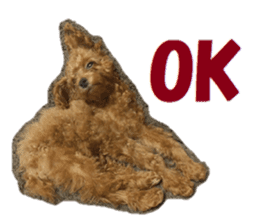 Toy Poodle Lion sticker #13412735