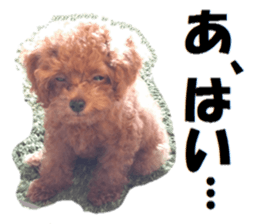 Toy Poodle Lion sticker #13412737