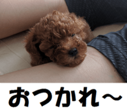 Toy Poodle Lion sticker #13412741