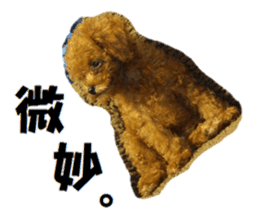 Toy Poodle Lion sticker #13412753