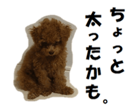 Toy Poodle Lion sticker #13412755