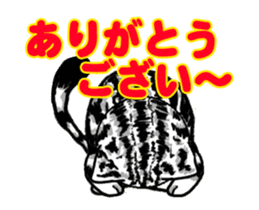 Moving American Shorthair sticker #13417086