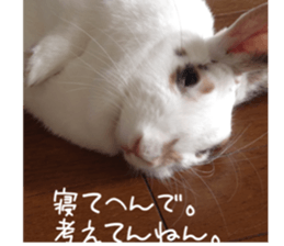 Gripe of the rabbit. sticker #13417854