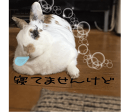 Gripe of the rabbit. sticker #13417855