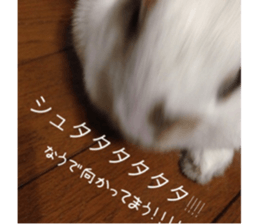 Gripe of the rabbit. sticker #13417856