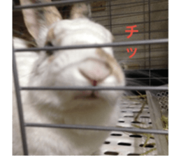 Gripe of the rabbit. sticker #13417857