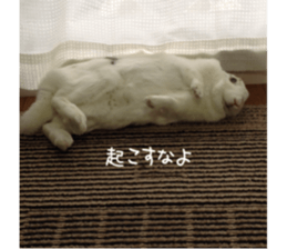 Gripe of the rabbit. sticker #13417859