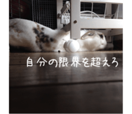 Gripe of the rabbit. sticker #13417860