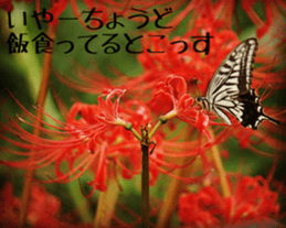 D's Photo Sticker sticker #13419614