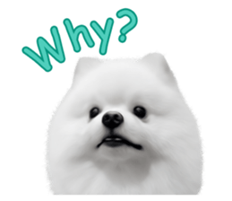 Power Pomeranian sticker #13419761