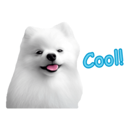 Power Pomeranian sticker #13419769