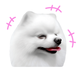 Power Pomeranian sticker #13419770