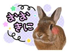 Usao of Rabbit! Stickers sticker #13420726