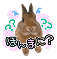 Usao of Rabbit! Stickers sticker #13420728