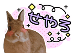 Usao of Rabbit! Stickers sticker #13420731