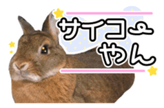 Usao of Rabbit! Stickers sticker #13420732