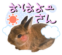Usao of Rabbit! Stickers sticker #13420733