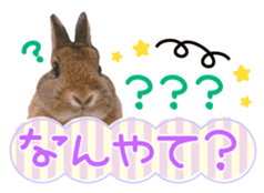 Usao of Rabbit! Stickers sticker #13420734