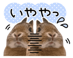 Usao of Rabbit! Stickers sticker #13420737