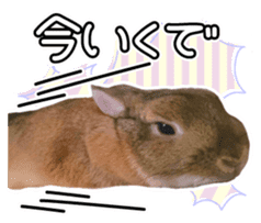 Usao of Rabbit! Stickers sticker #13420743