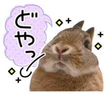 Usao of Rabbit! Stickers sticker #13420746