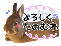 Usao of Rabbit! Stickers sticker #13420748