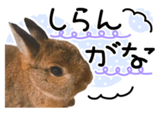 Usao of Rabbit! Stickers sticker #13420750