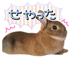 Usao of Rabbit! Stickers sticker #13420751