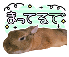 Usao of Rabbit! Stickers sticker #13420754