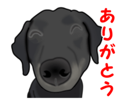Move! Black Labrador sticker #13421755