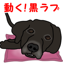 Move! Black Labrador