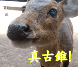 Animals Photo Life sticker #13422038