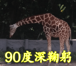 Animals Photo Life sticker #13422039