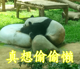 Animals Photo Life sticker #13422040