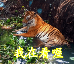 Animals Photo Life sticker #13422041