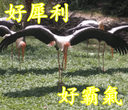 Animals Photo Life sticker #13422042