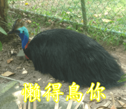 Animals Photo Life sticker #13422043