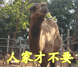 Animals Photo Life sticker #13422044