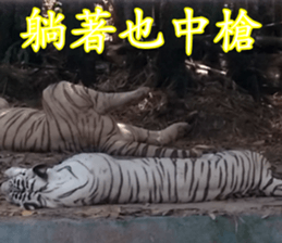 Animals Photo Life sticker #13422045