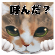 cute my cat RYU sticker #13424222