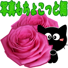 Friends of cute cat-12