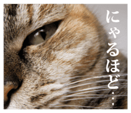 Arakezuri cat photo sticker sticker #13429751