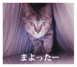 Arakezuri cat photo sticker sticker #13429759