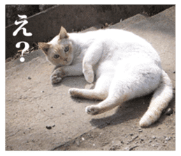 Arakezuri cat photo sticker sticker #13429763
