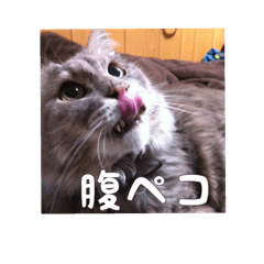my cat Shizumi part 2